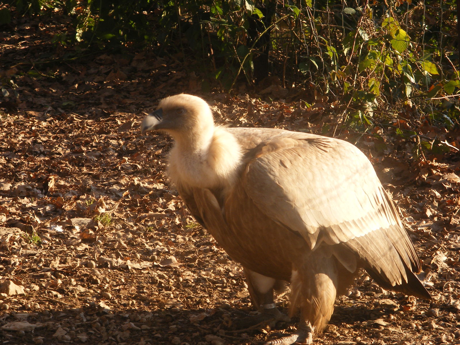 Parc animalier de Bouillon