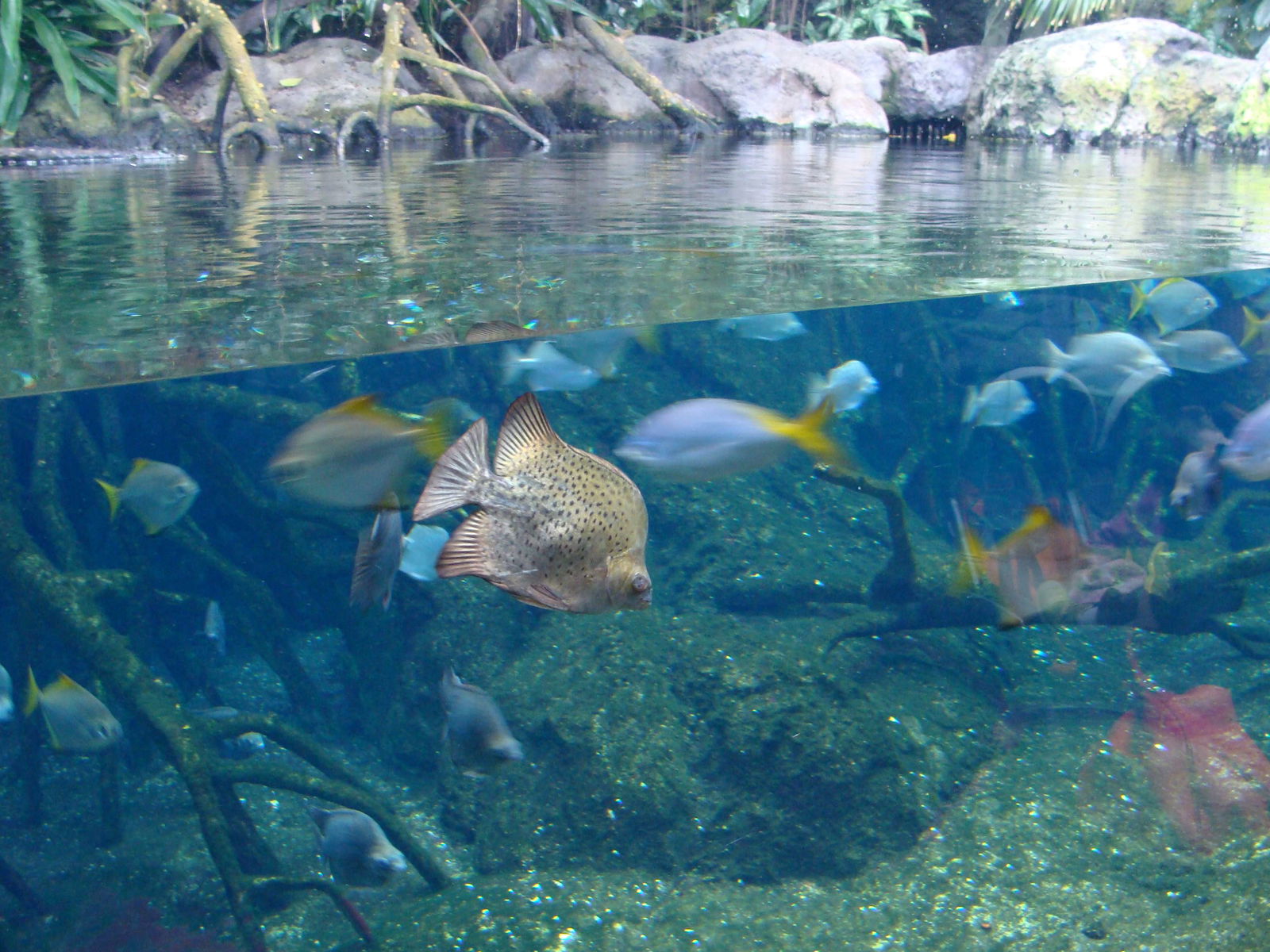 Aquarium Berlin