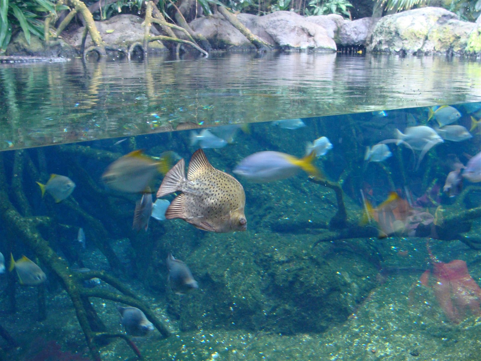 Aquarium Berlin