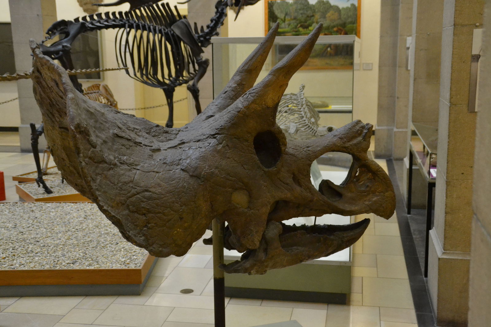 Paläontologische Museum Munchen