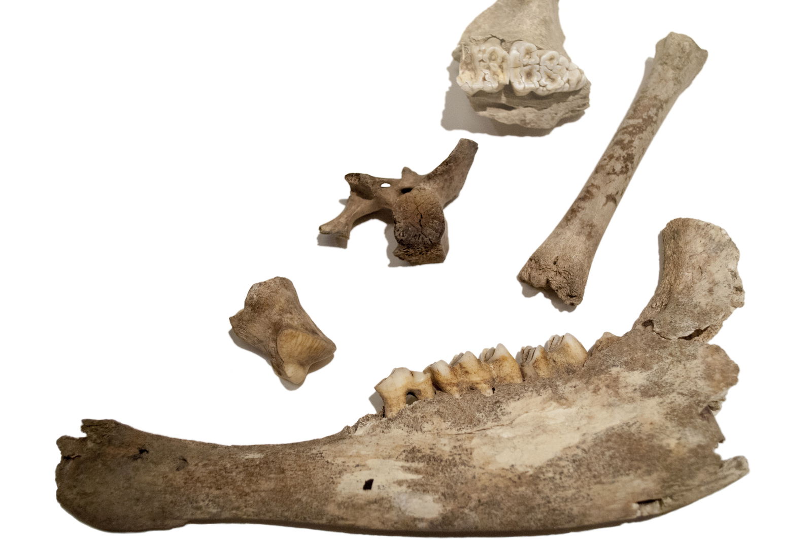 Roman Museum at the Hoher Markt