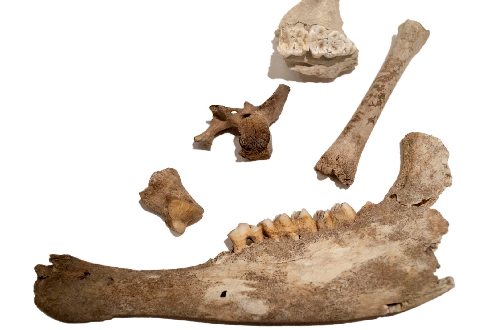 Roman Museum at the Hoher Markt