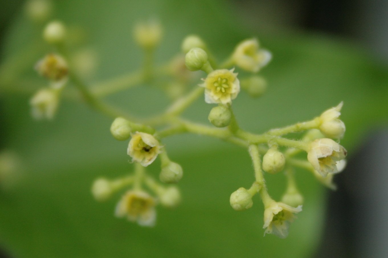 Aarhus Botanical Gardens