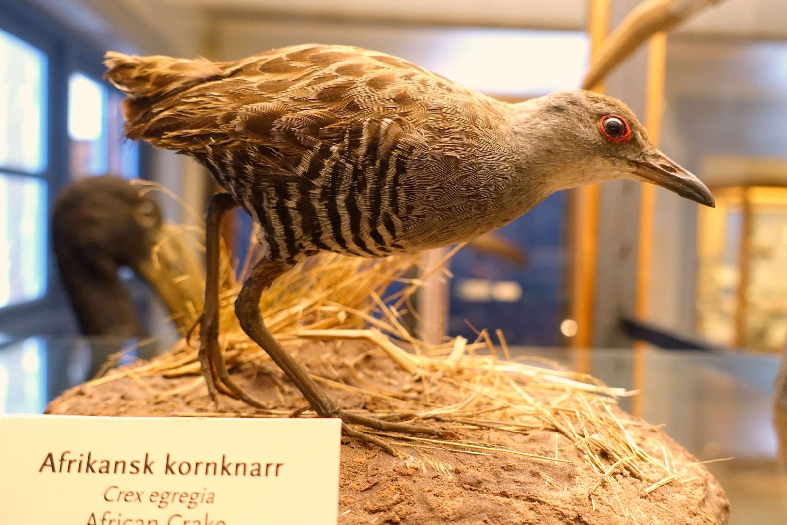 Swedish Museum of Natural History