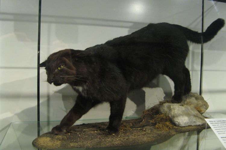 Aberdeen University, Zoology Museum