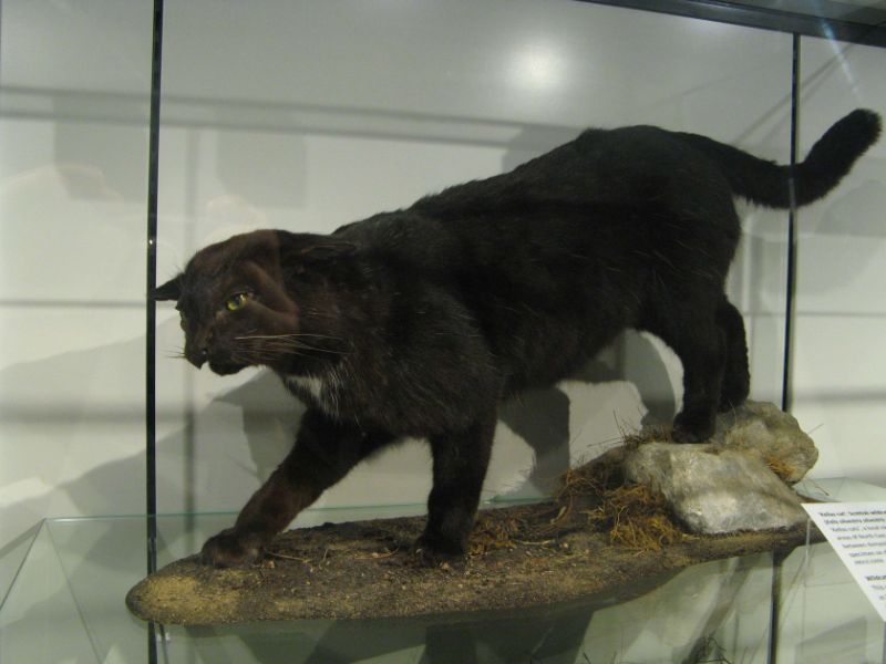 Aberdeen University, Zoology Museum