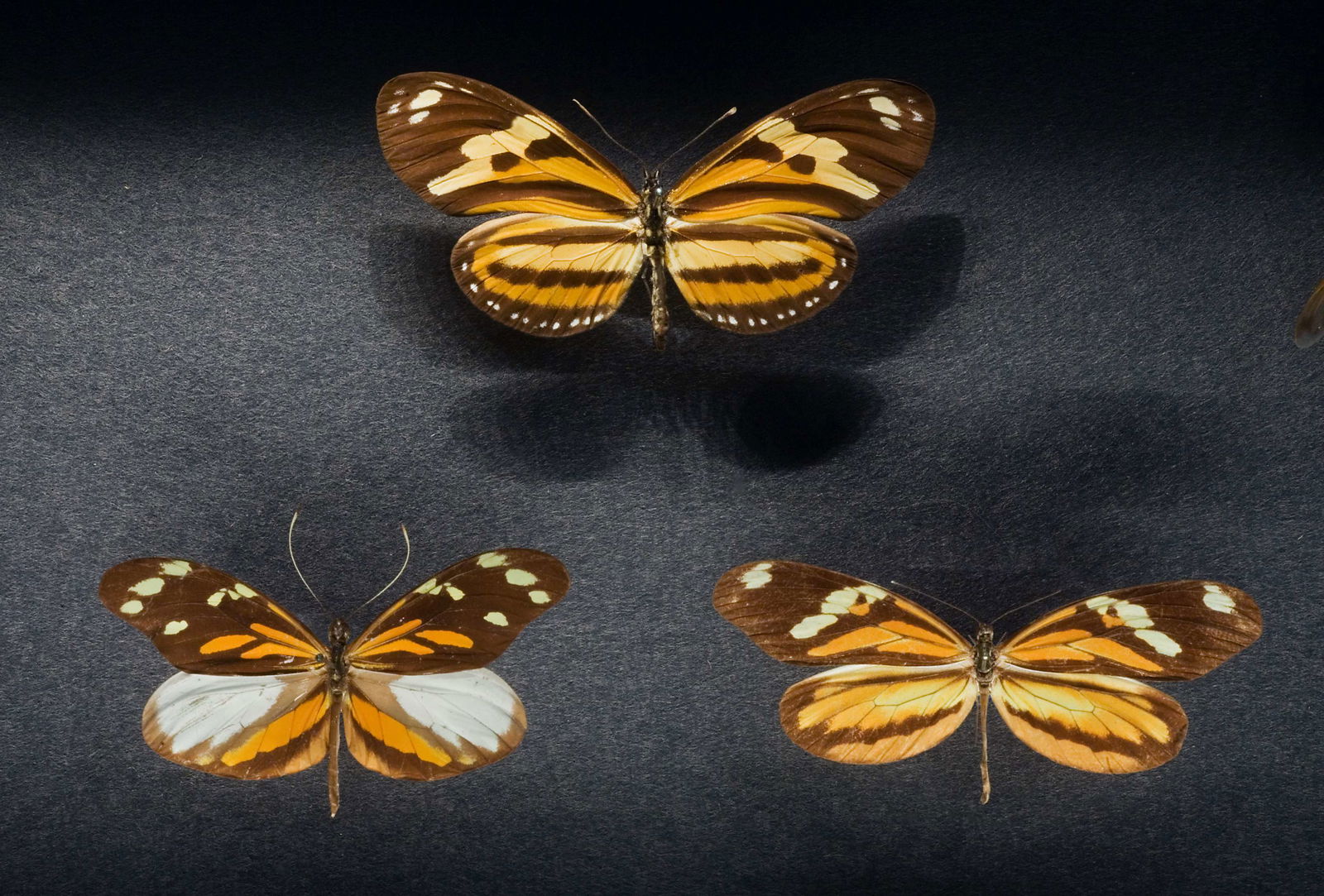 Natural History Museum