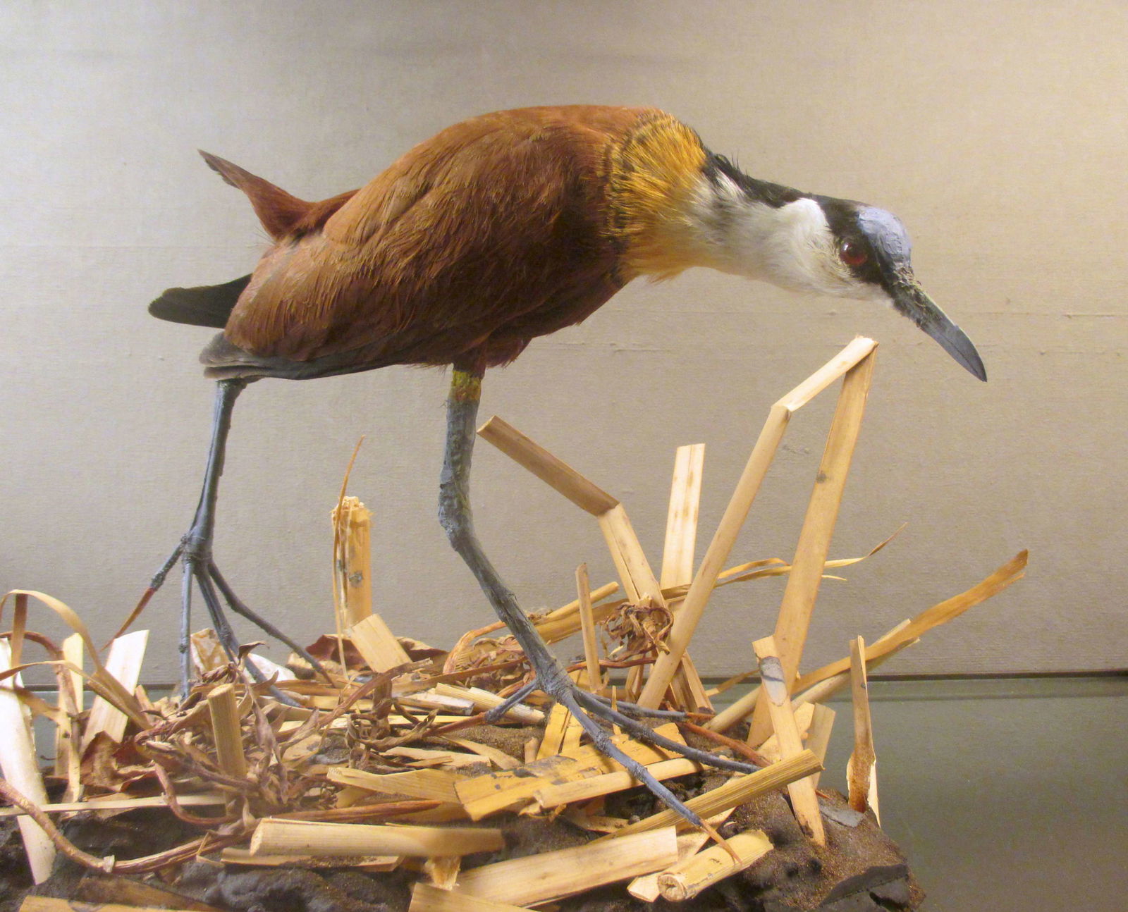 Göteborg Natural History Museum