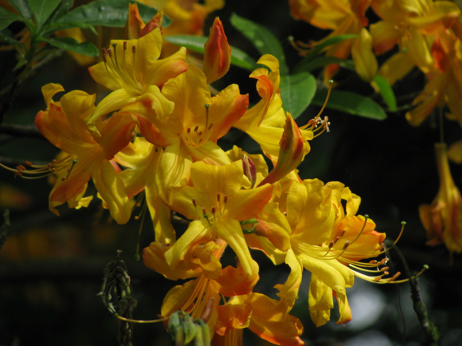 Arboretum de Kalmthout