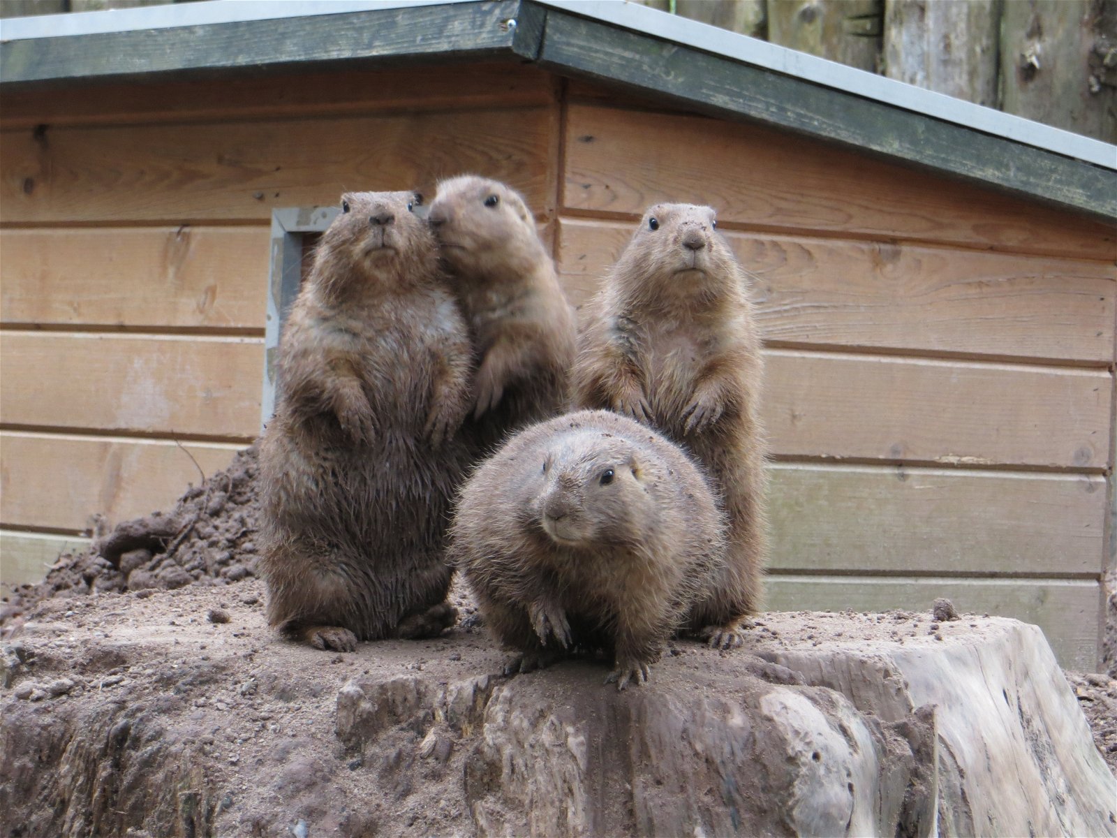 Monde Sauvage Safari Parc
