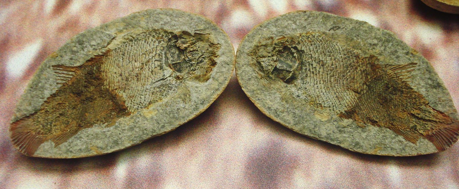 Civico Museo di Storia Naturale