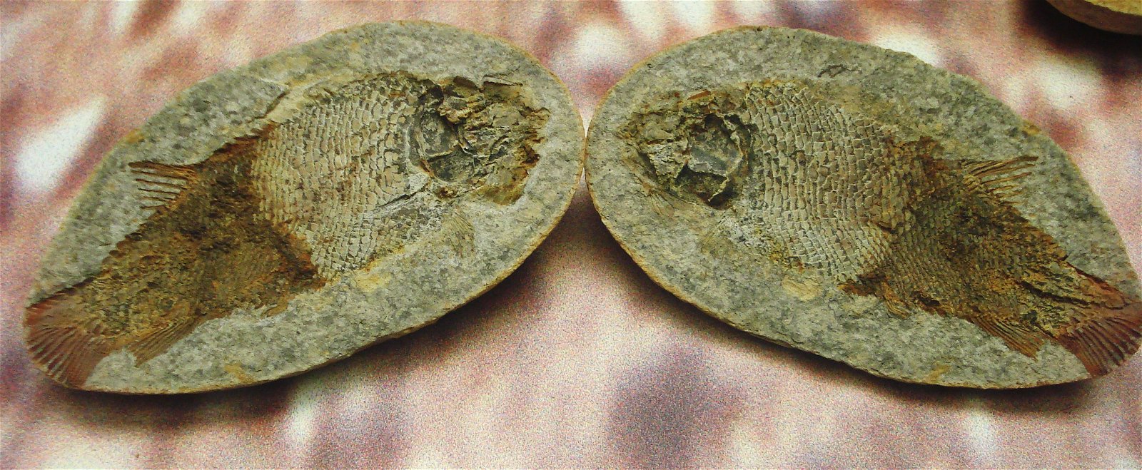 Museum of Natural History