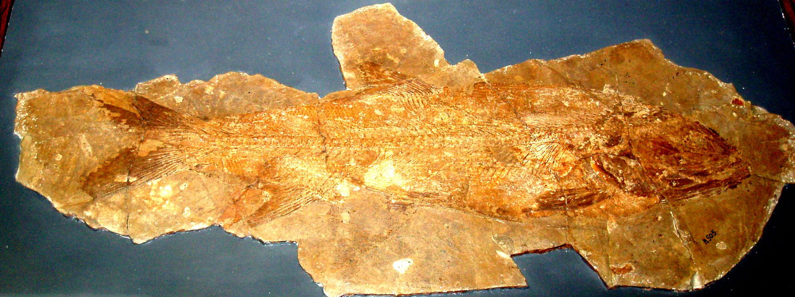 Civico Museo di Storia Naturale