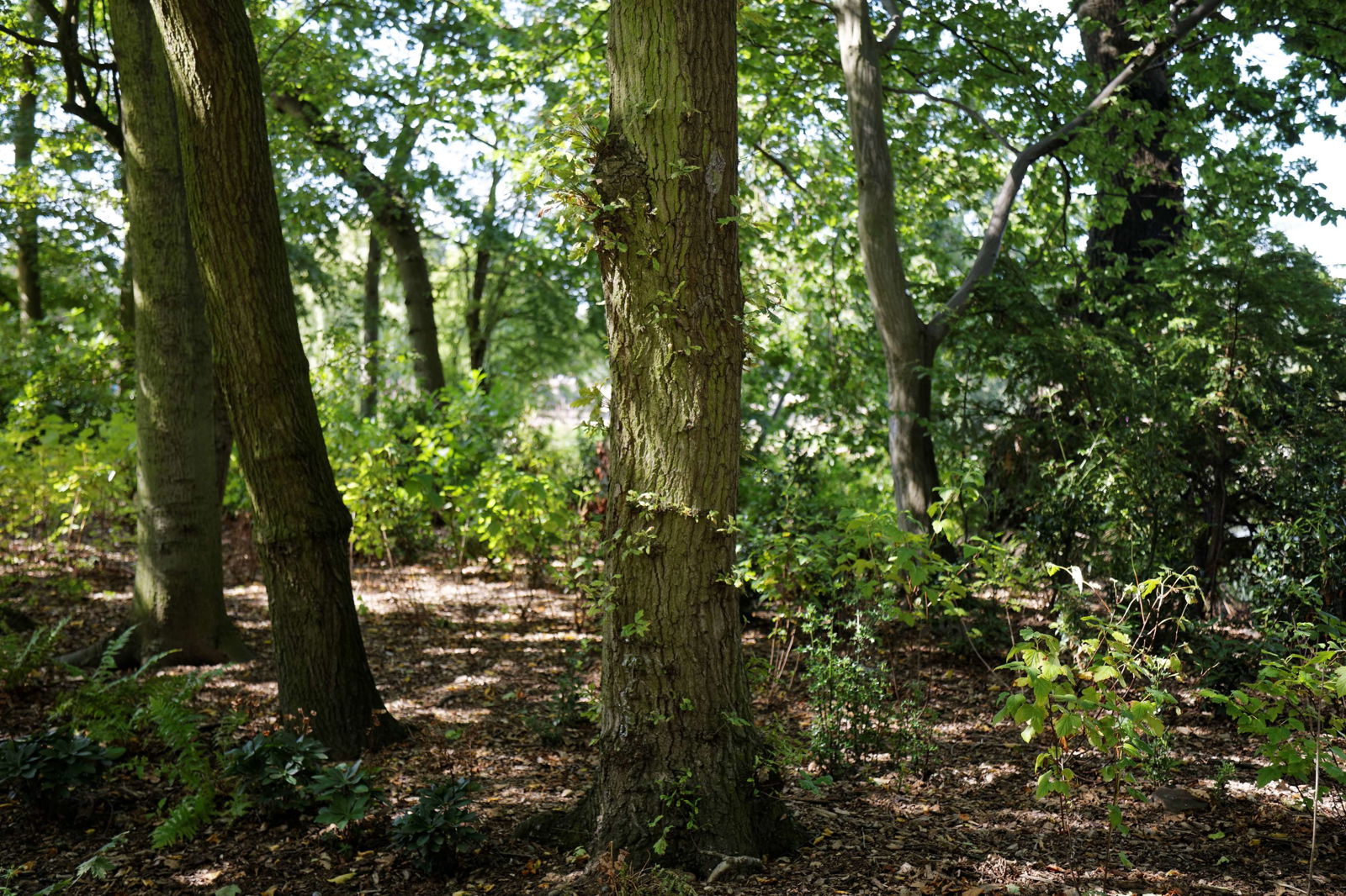 Forty Hall and Estate