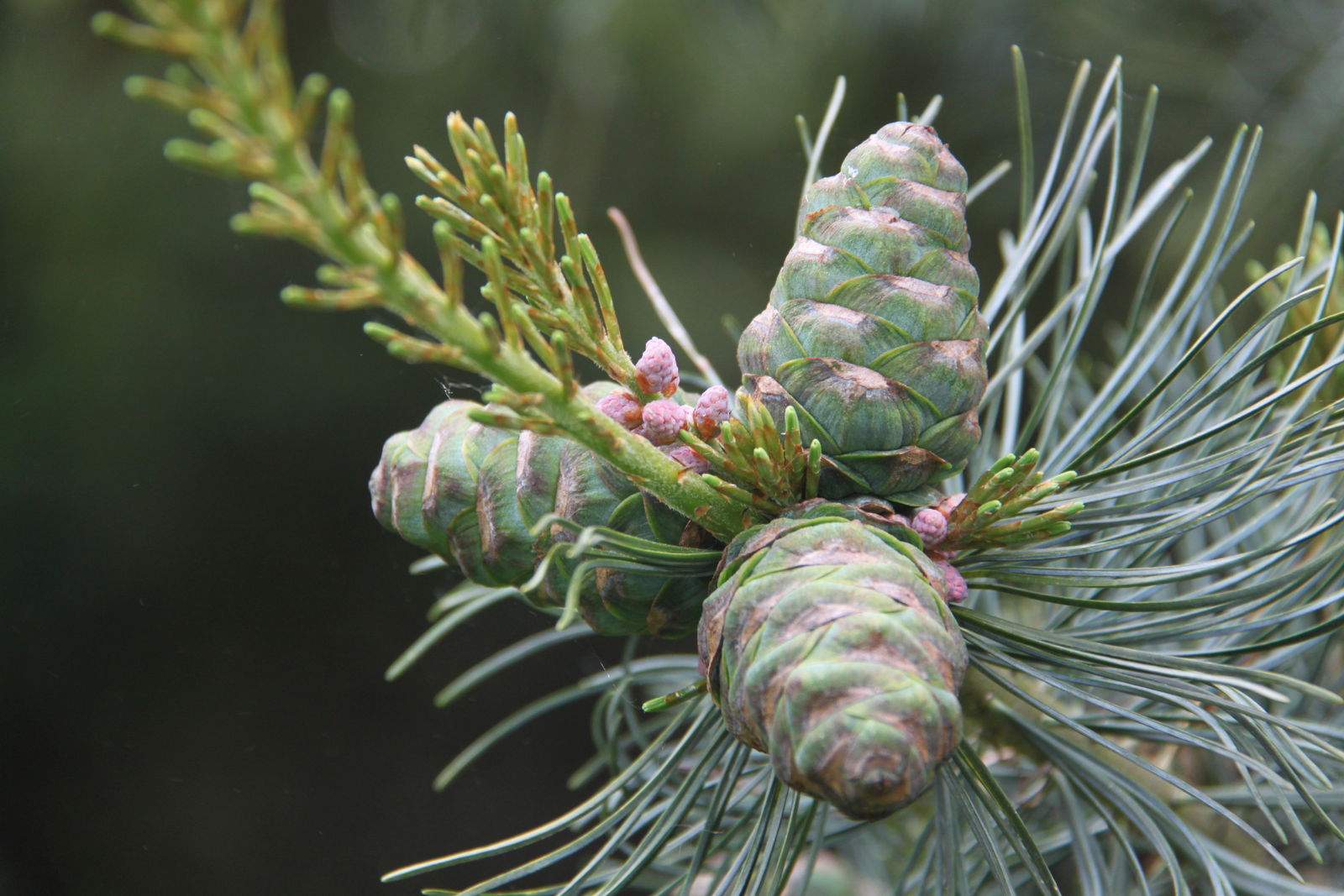 Arboretum de Kalmthout