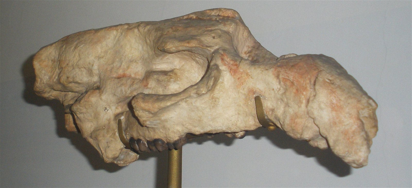 Museo Geologico Giovanni Capellini