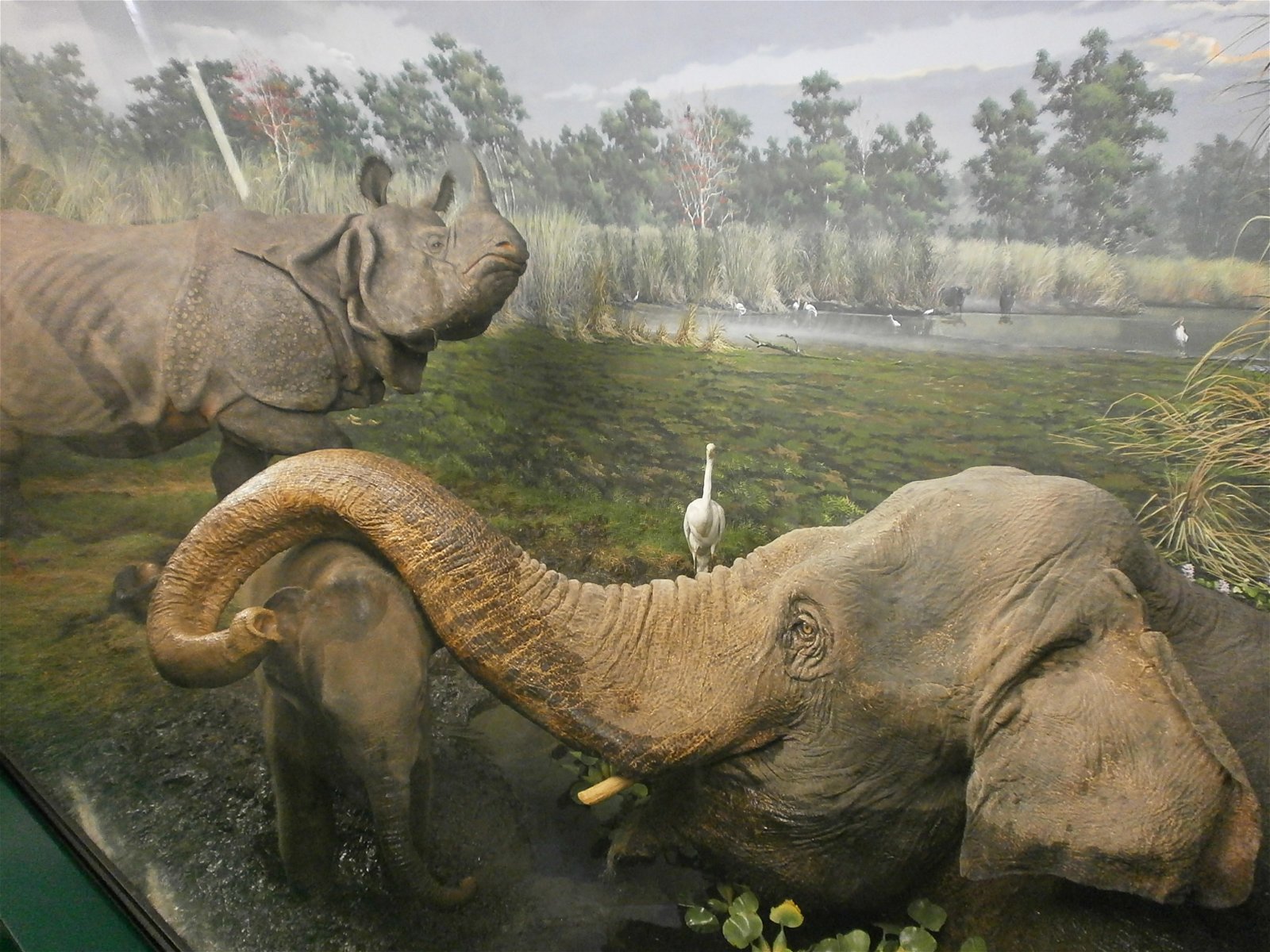 Museum of Natural History