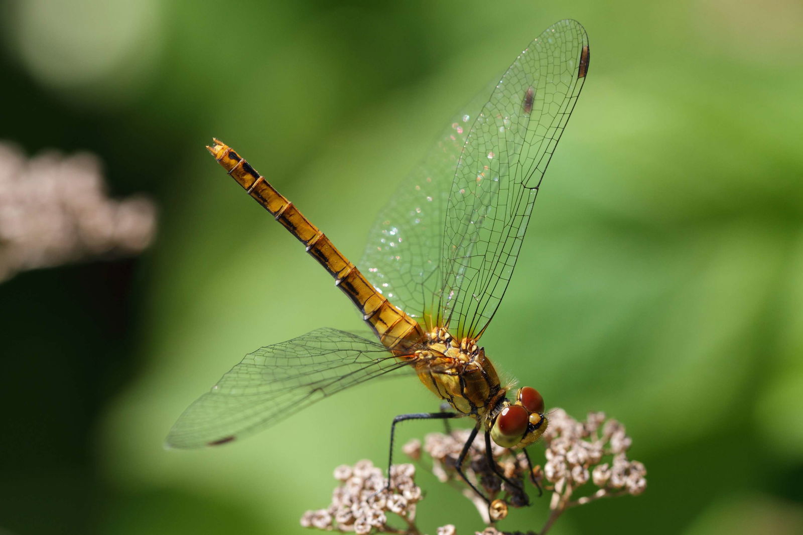 Gärten von Schönbrunn