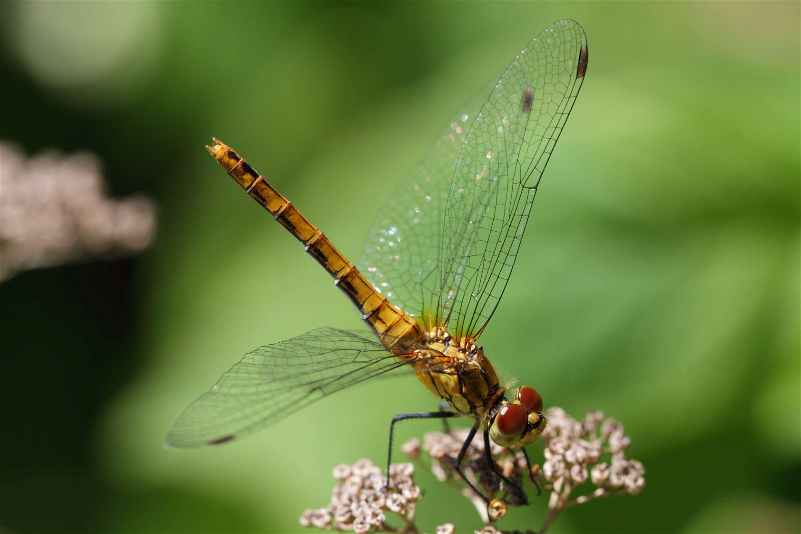 Schonbrunner Gardens