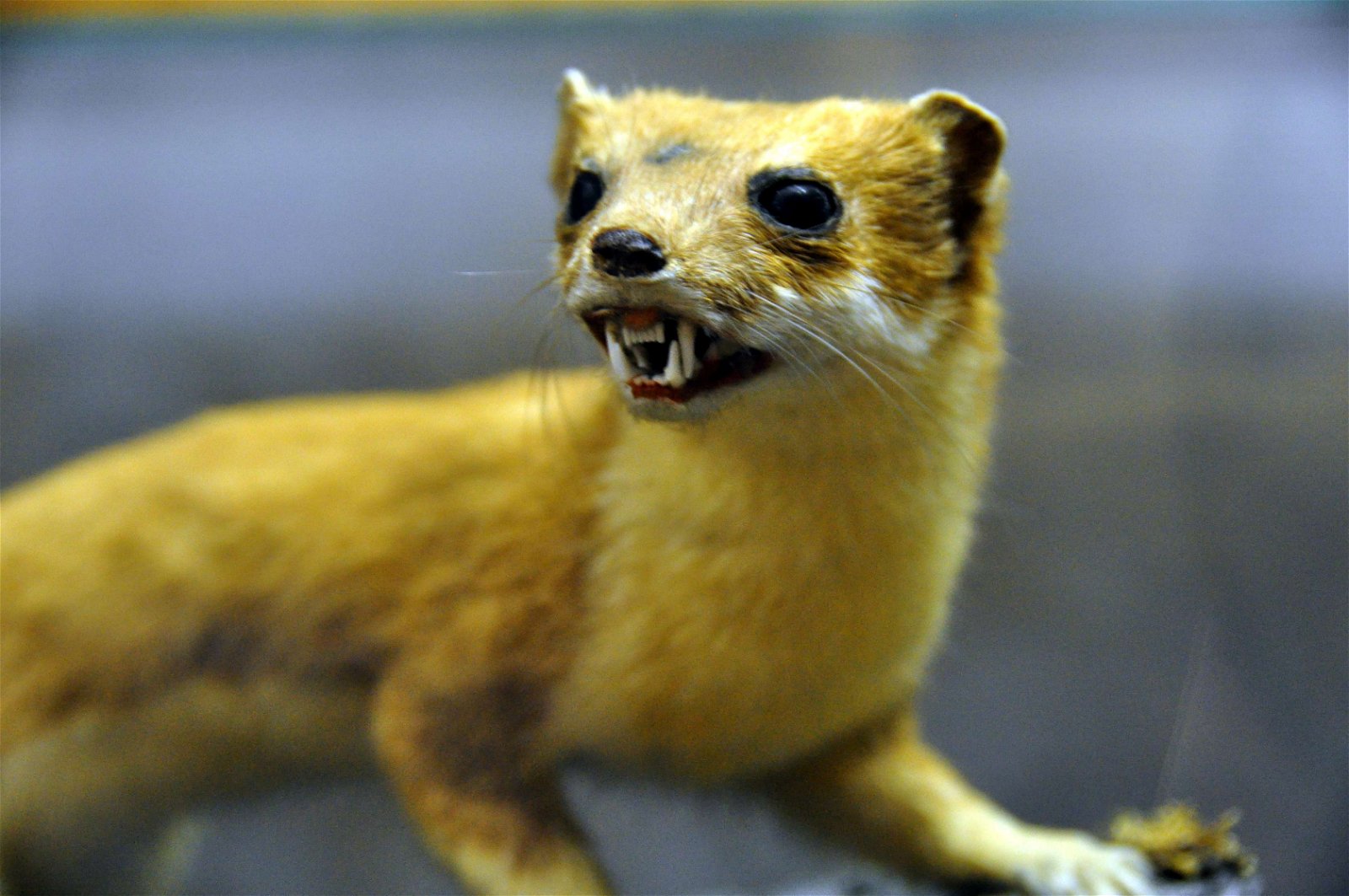 Slovak National Museum - Natural History Museum Bratislava