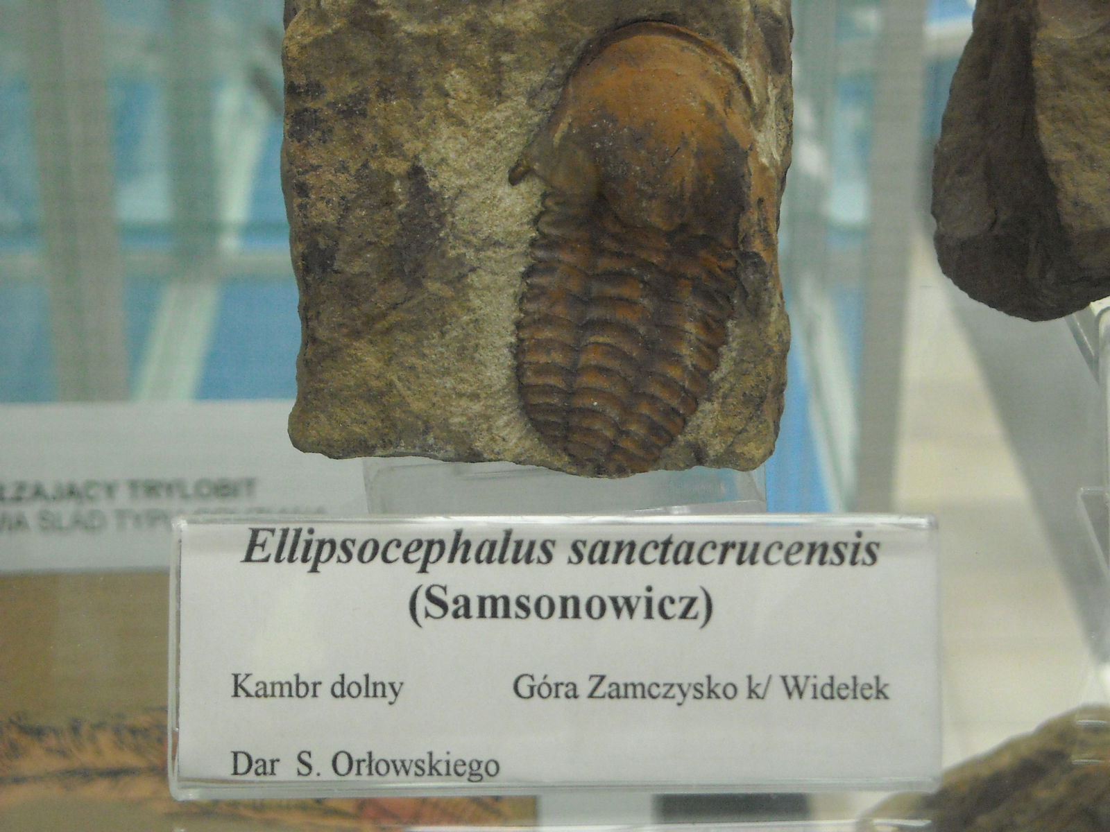 Geological Museum of the Polish Geological Institute