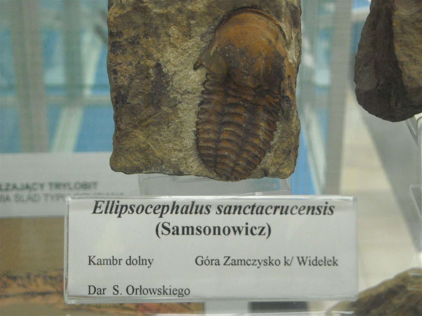 Geological Museum of the Polish Geological Institute