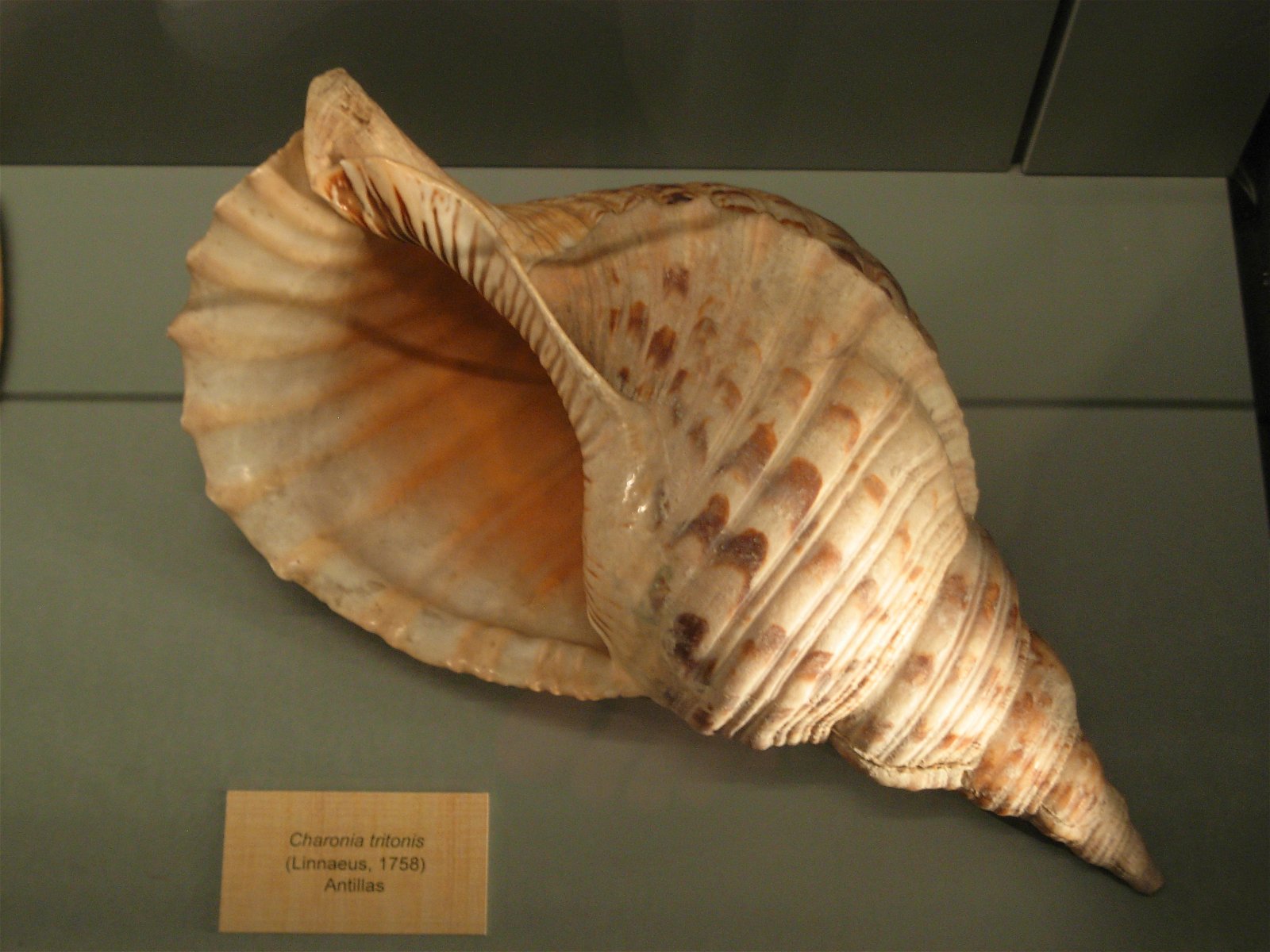 National Museum of Natural Sciences of Spain