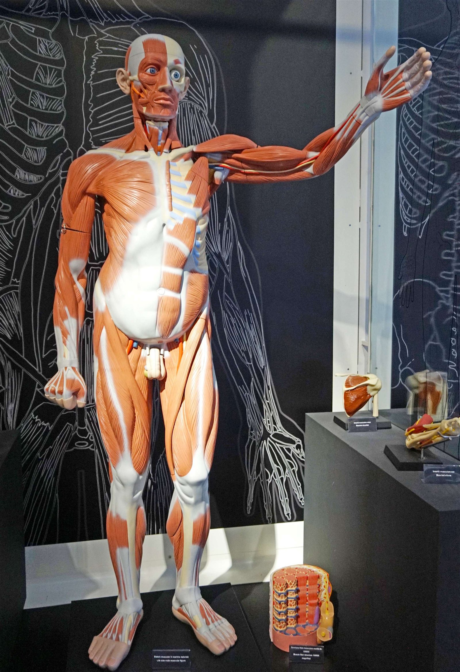 Grigore Antipa National Museum of Natural History