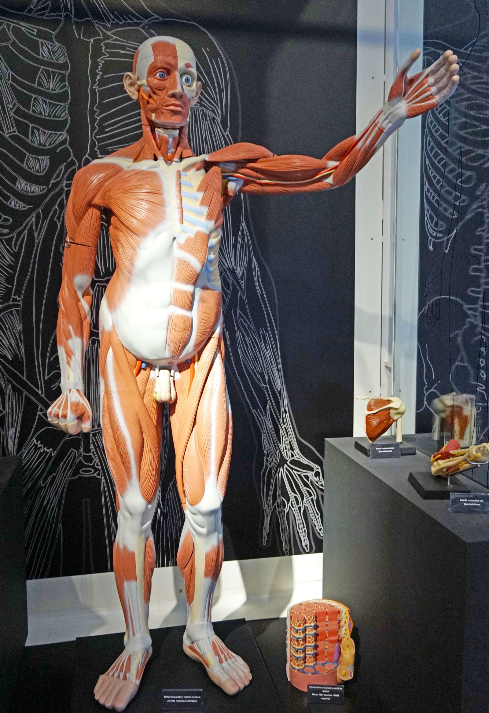 Grigore Antipa National Museum of Natural History