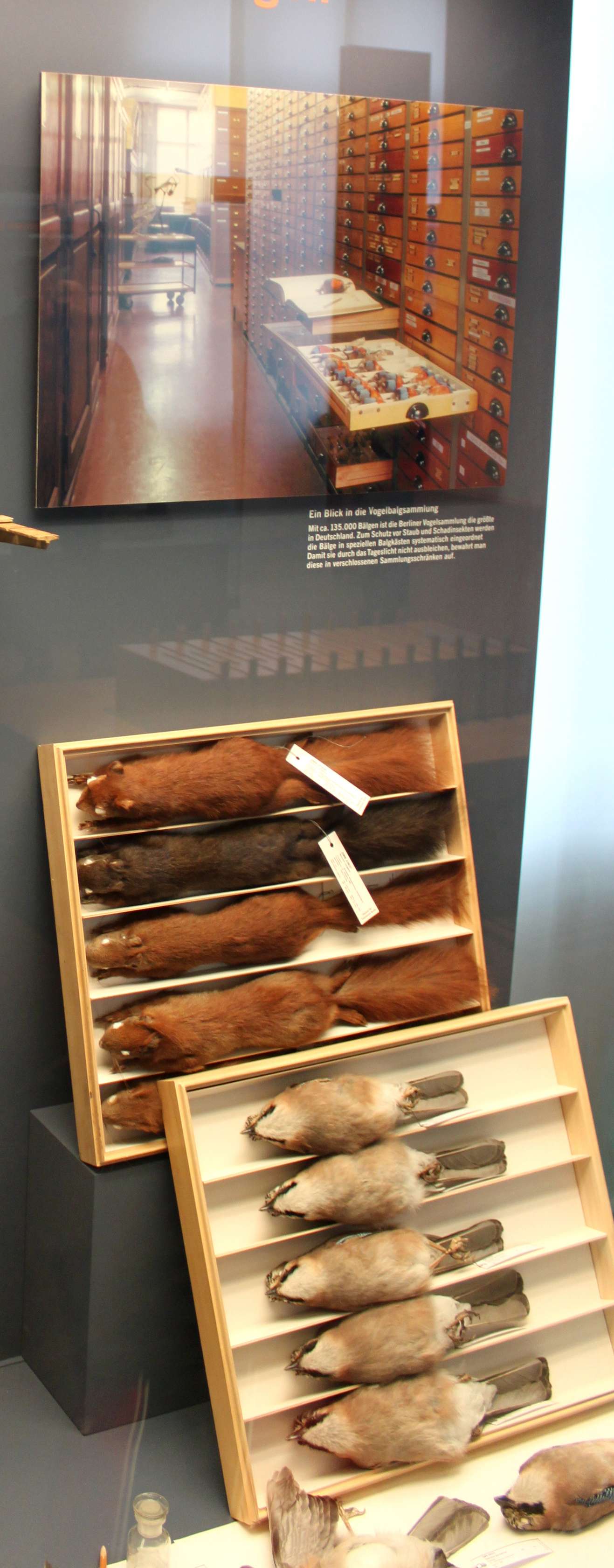 Museum für Naturkunde