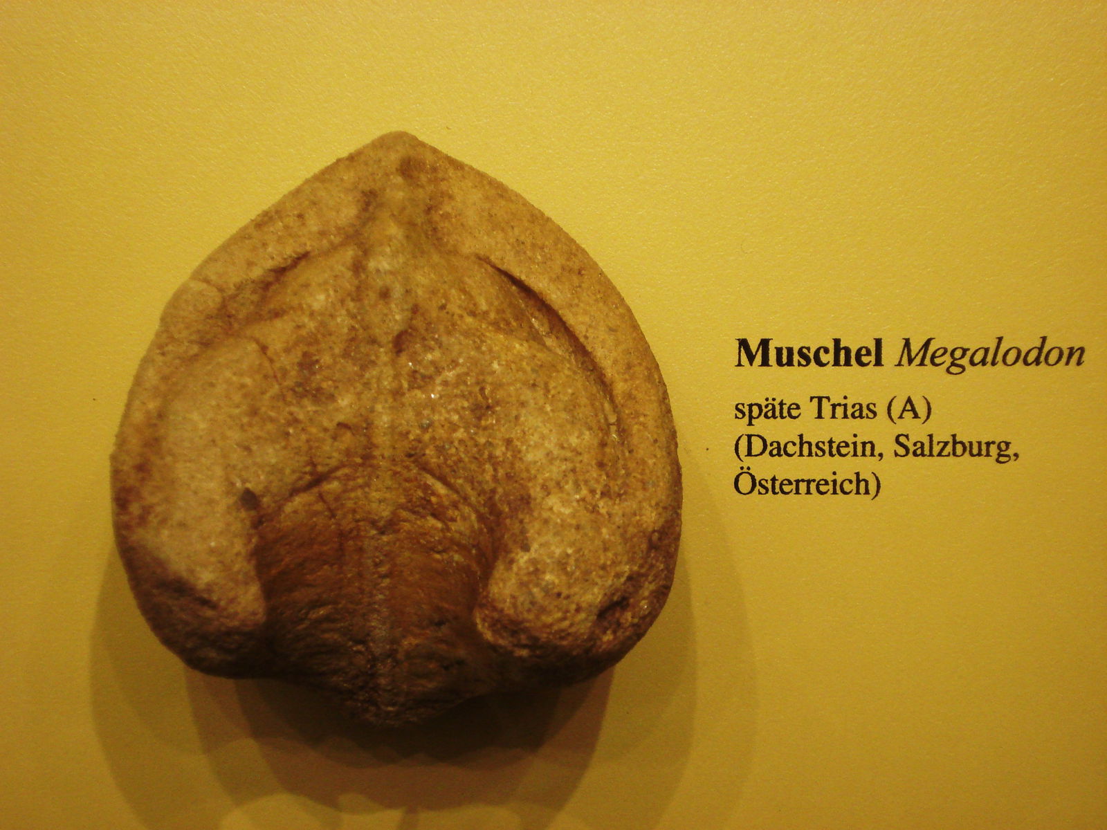 Museum Mensch und Natur