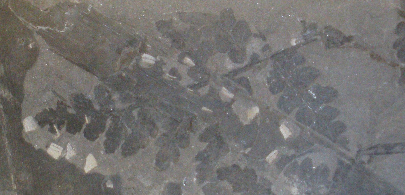 Museo Geologico Giovanni Capellini