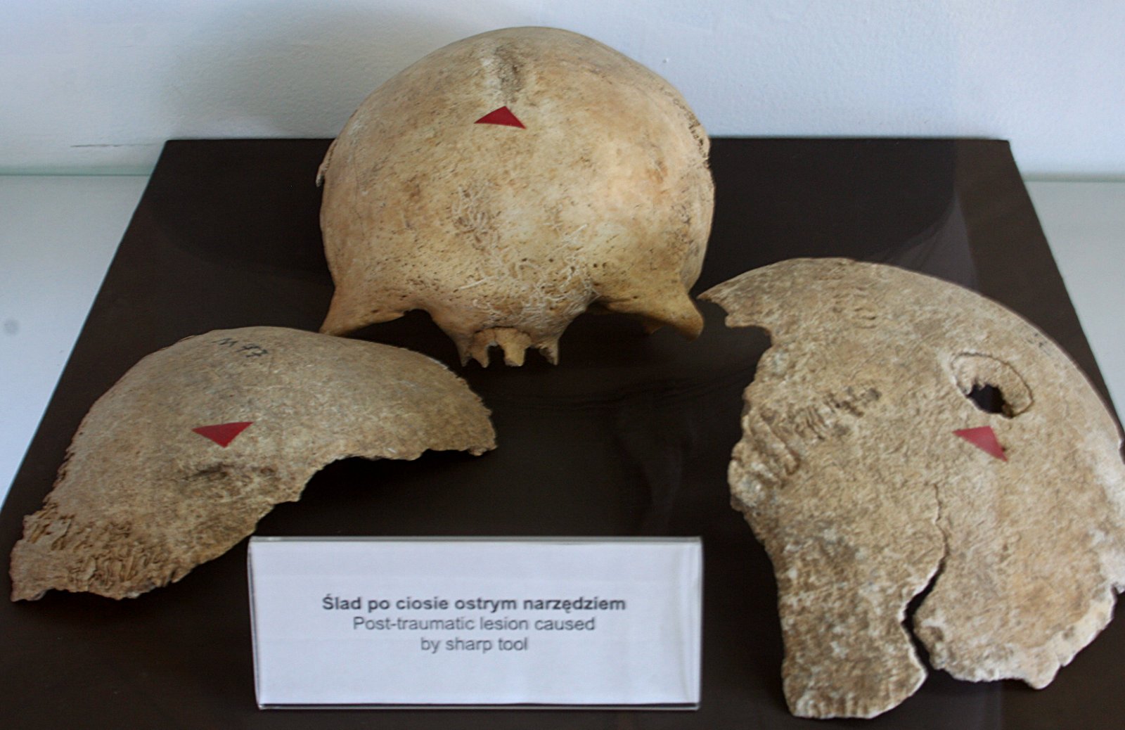 Archeological Museum in Gdańsk