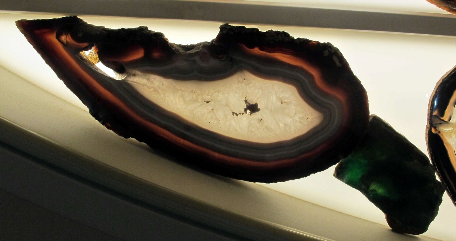 University of Florence Natural History Museum - Geology and Paleontology