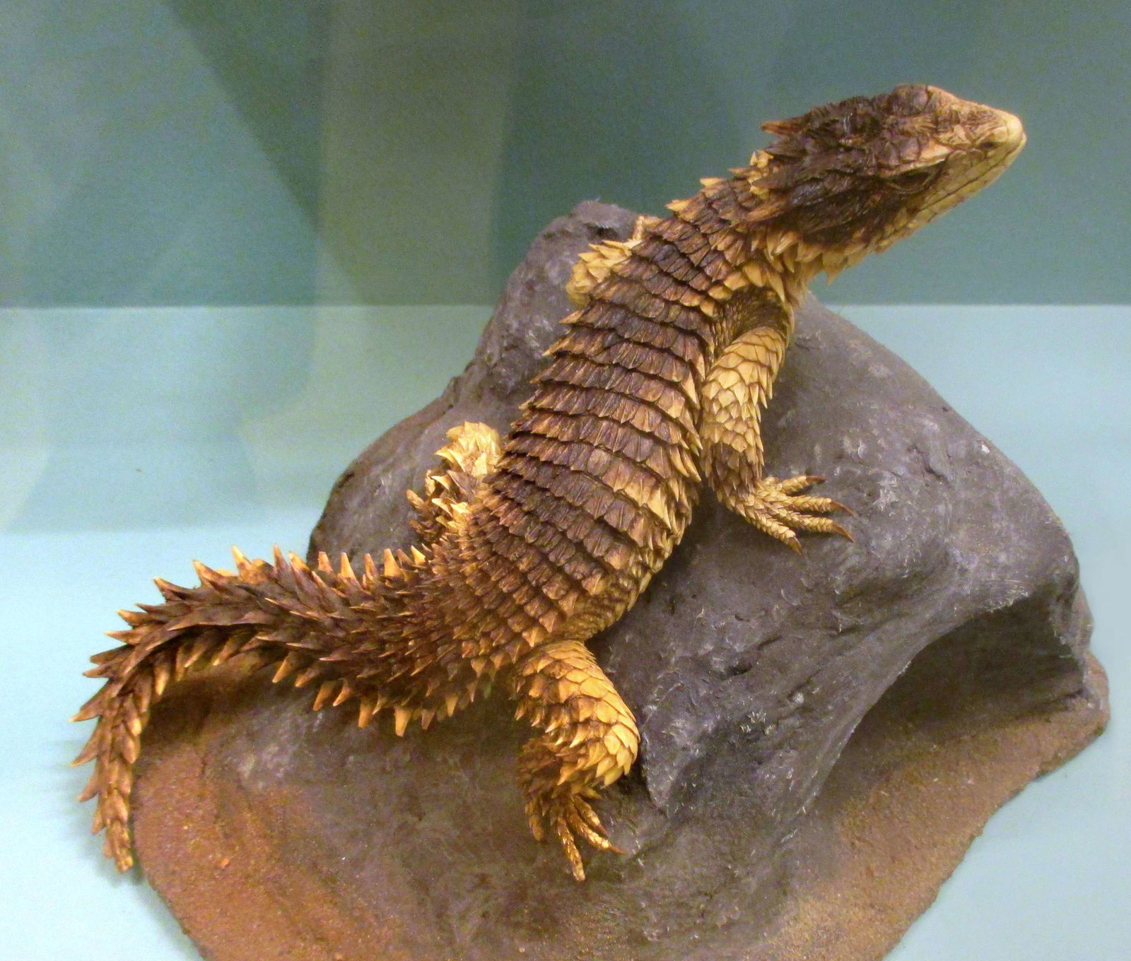 Göteborg Natural History Museum