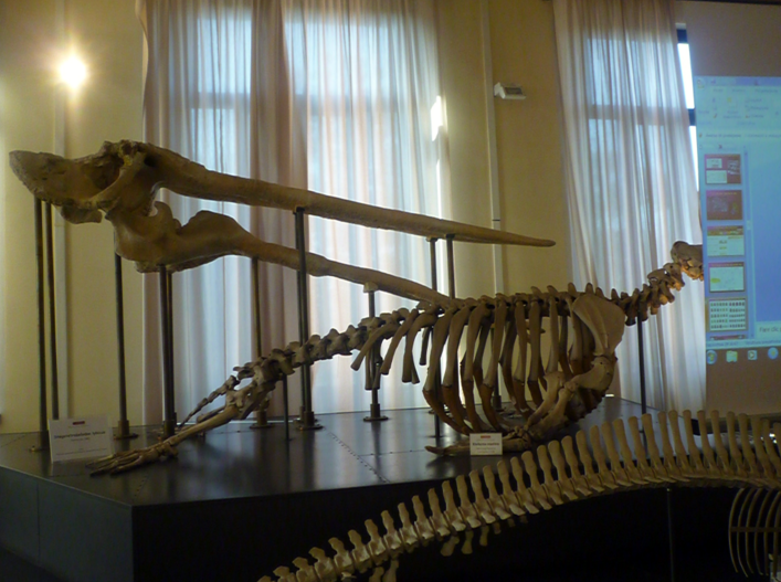 Museo Civico di Zoologia