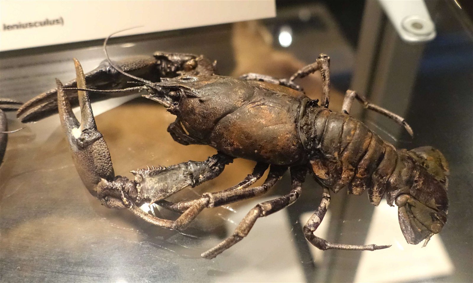 Swedish Museum of Natural History