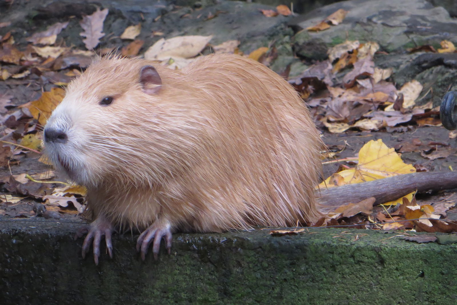 Parc animalier de Bouillon