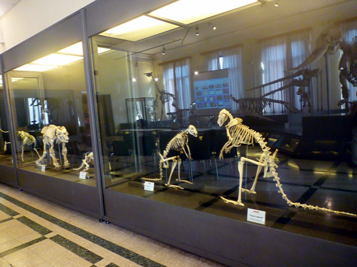 Museo Civico di Zoologia