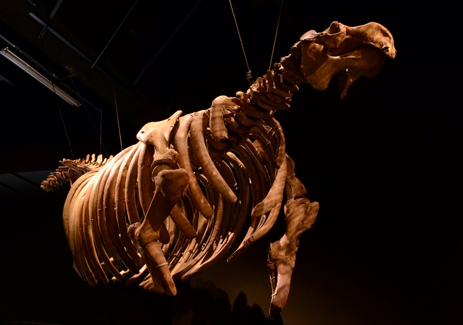 Musée des Confluences