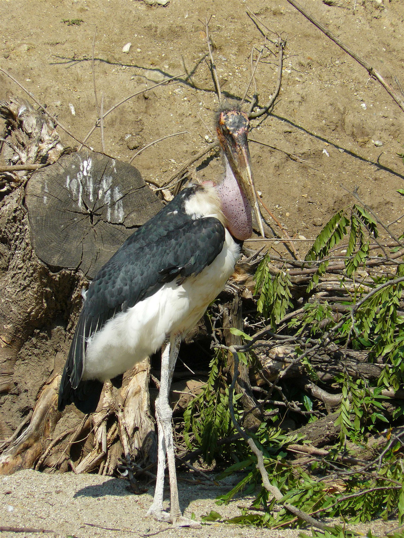 Budapest Zoo and Botanical Garden