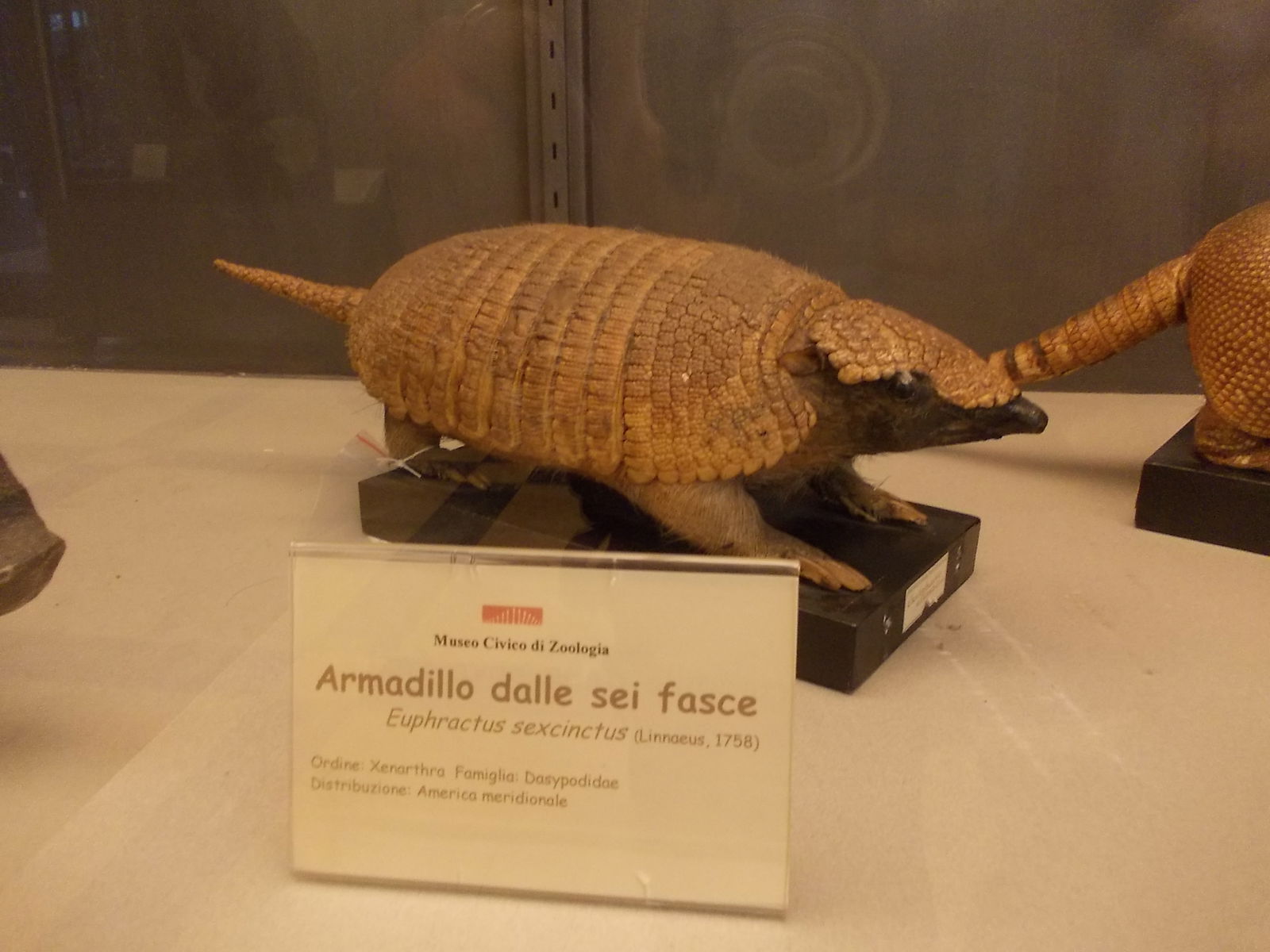 Museo Civico di Zoologia