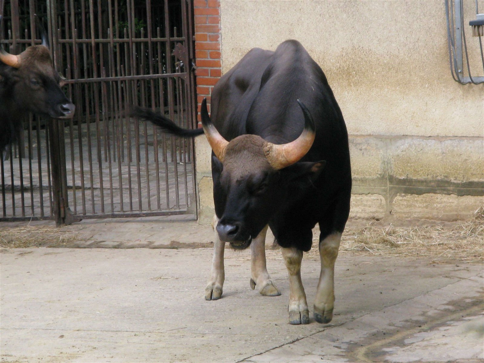 Ménagerie du Jardin des Plantes