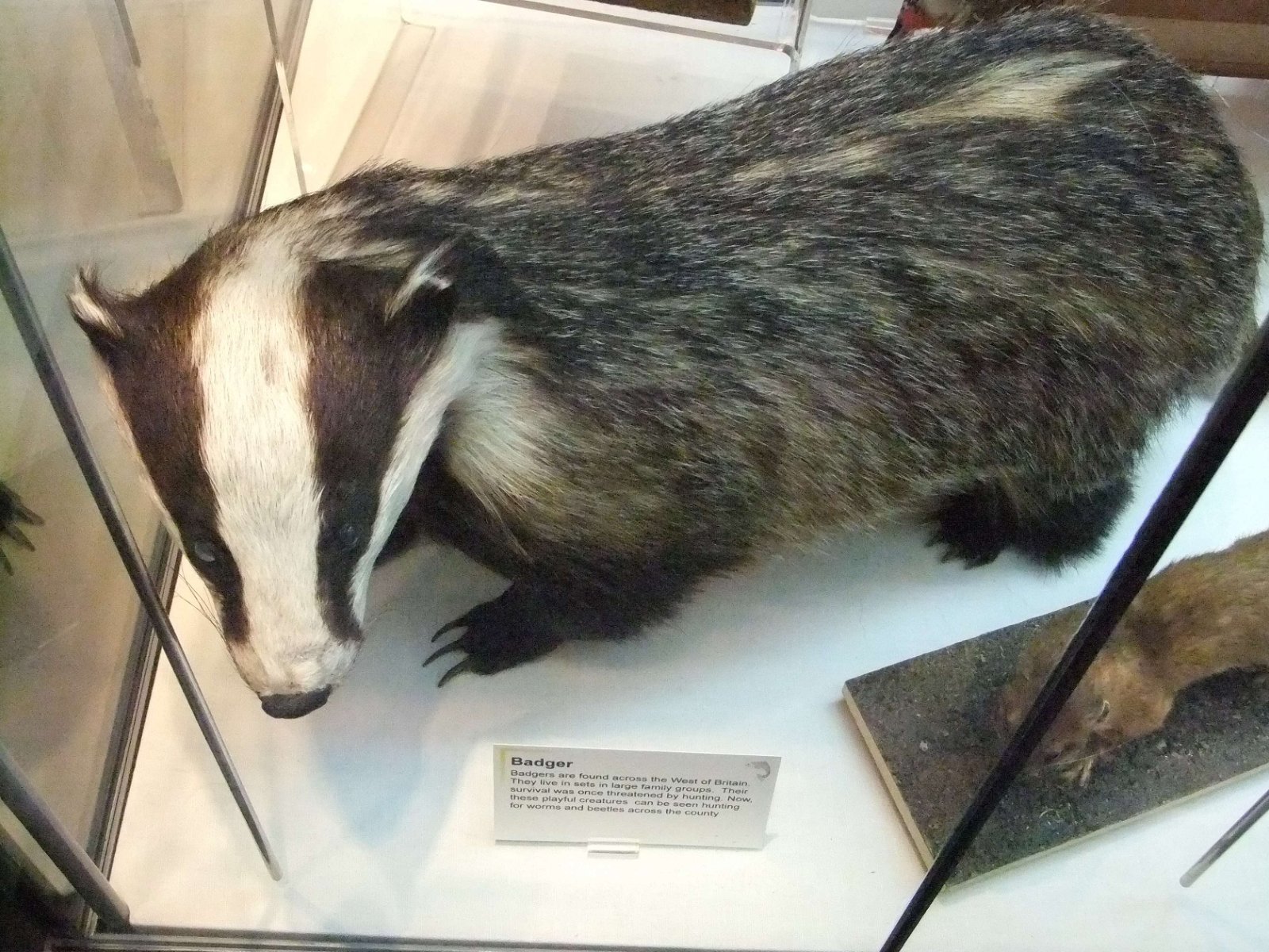 Hereford Museum and Art Gallery