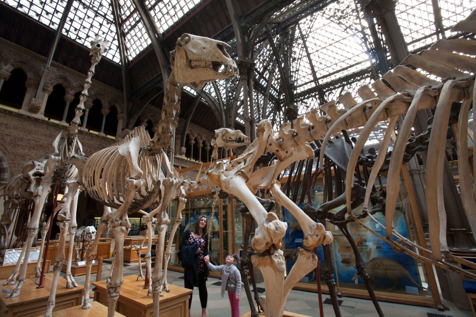 Museo de Historia Natural de la Universidad de Oxford