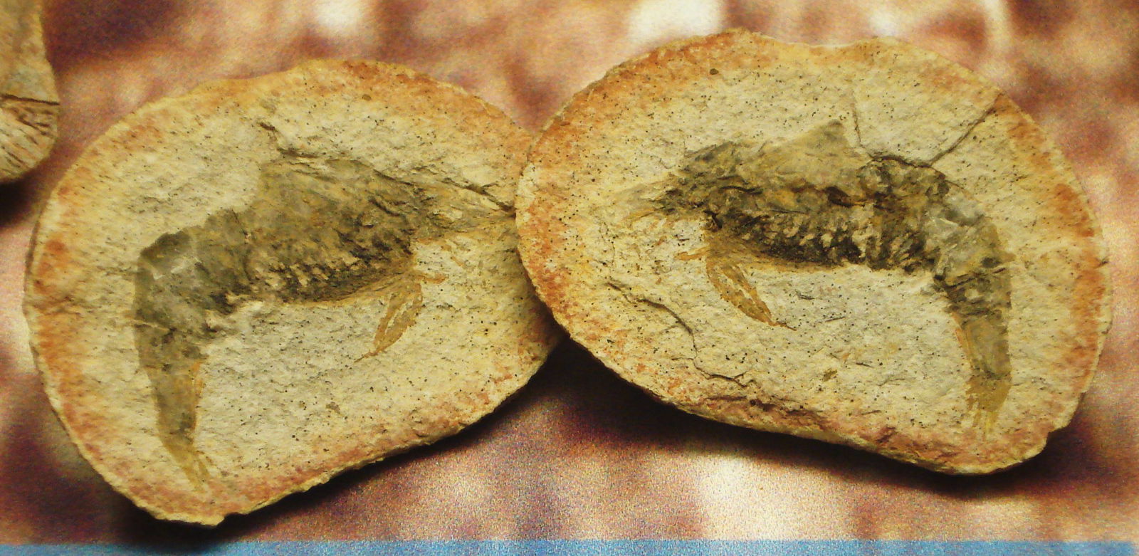 Civico Museo di Storia Naturale