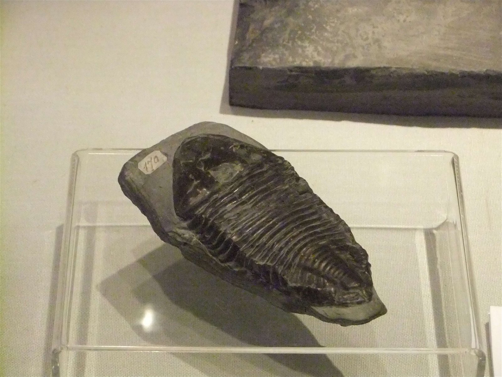 Wrexham County Borough Museum and Archives