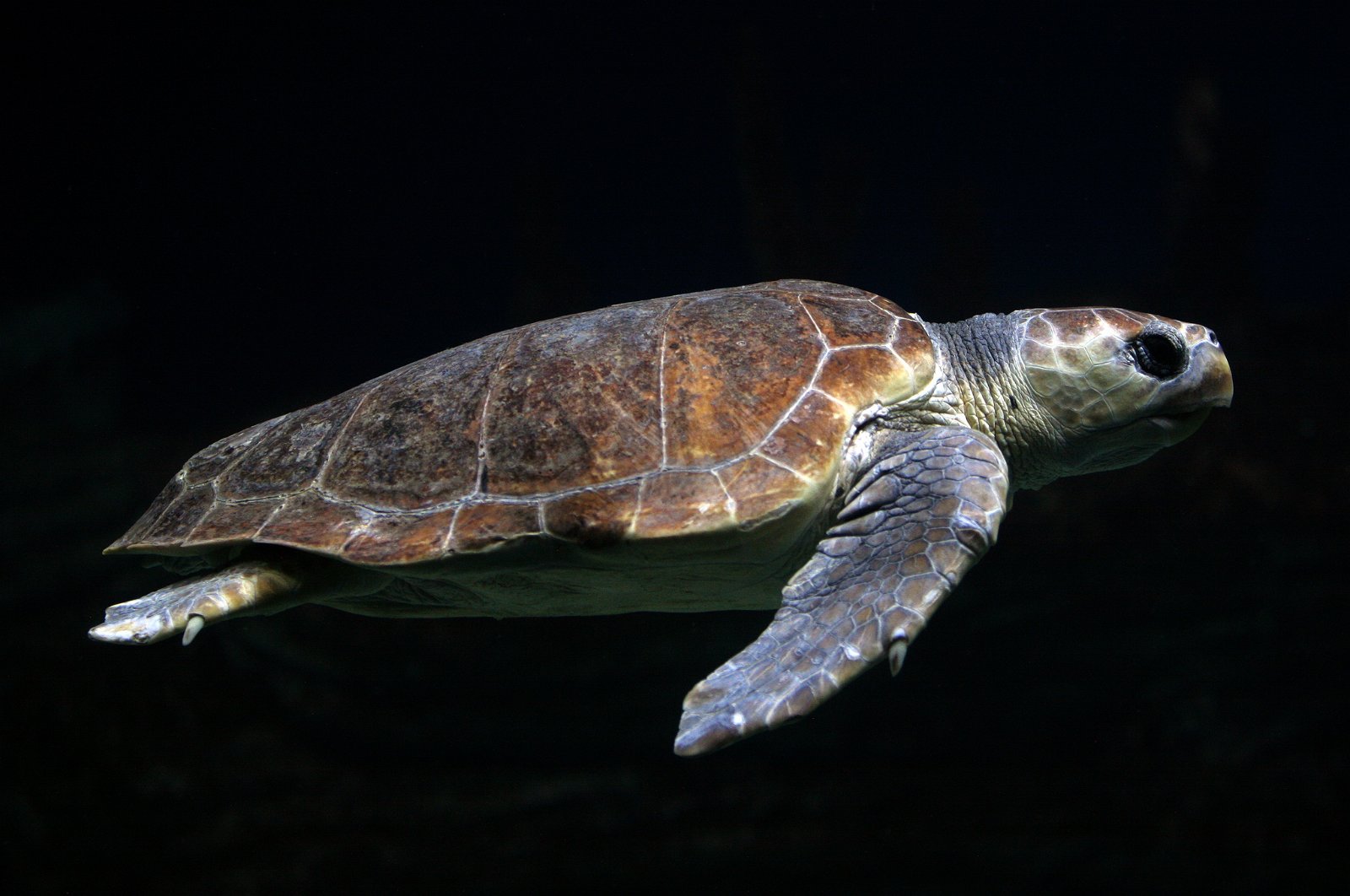 Oceanogràfic of Valencia