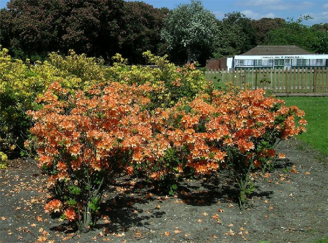 Valentines Mansion and Gardens