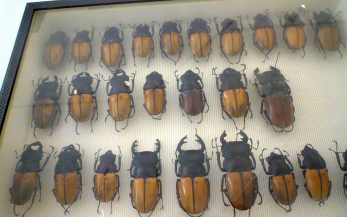 Museo Civico di Zoologia